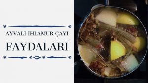 Ayvalı Ihlamur Çayı Faydaları