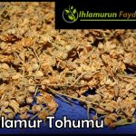 Ihlamur Tohumu