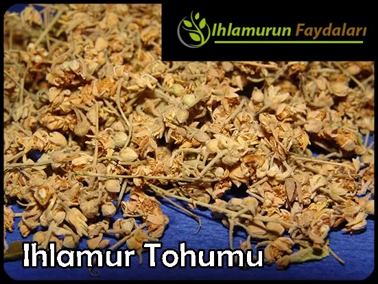 Ihlamur Tohumu