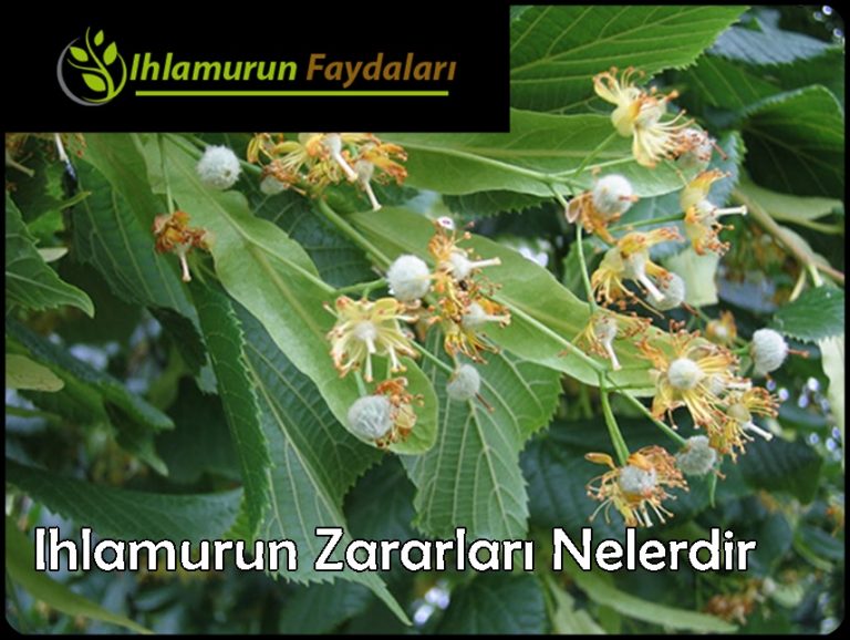 Ihlamurun Zararları Nelerdir