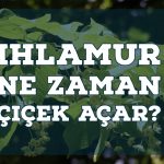 Ihlamur Ne Zaman Çiçek Açar?