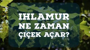 Ihlamur Ne Zaman Çiçek Açar?