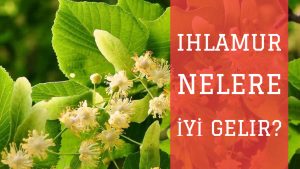 Ihlamur Nelere İyi Gelir?